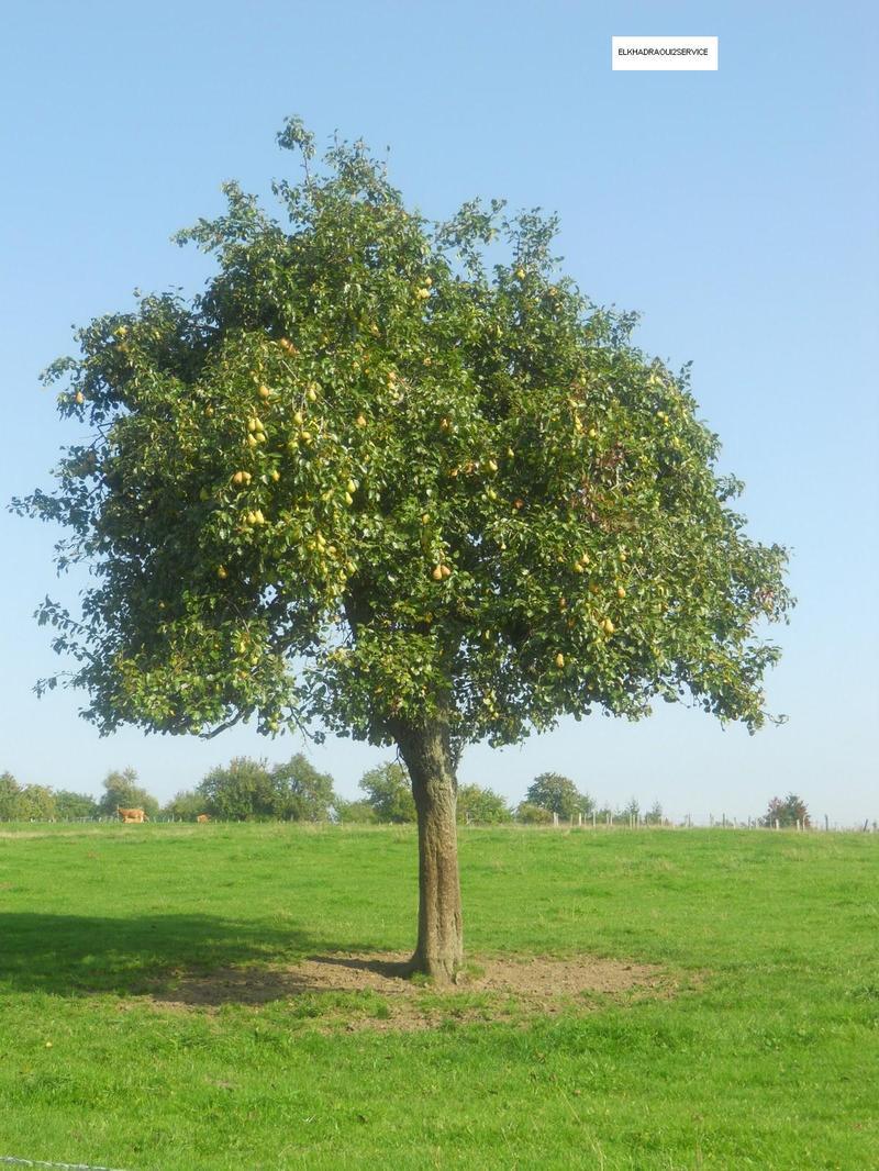 4 arbres arbustes